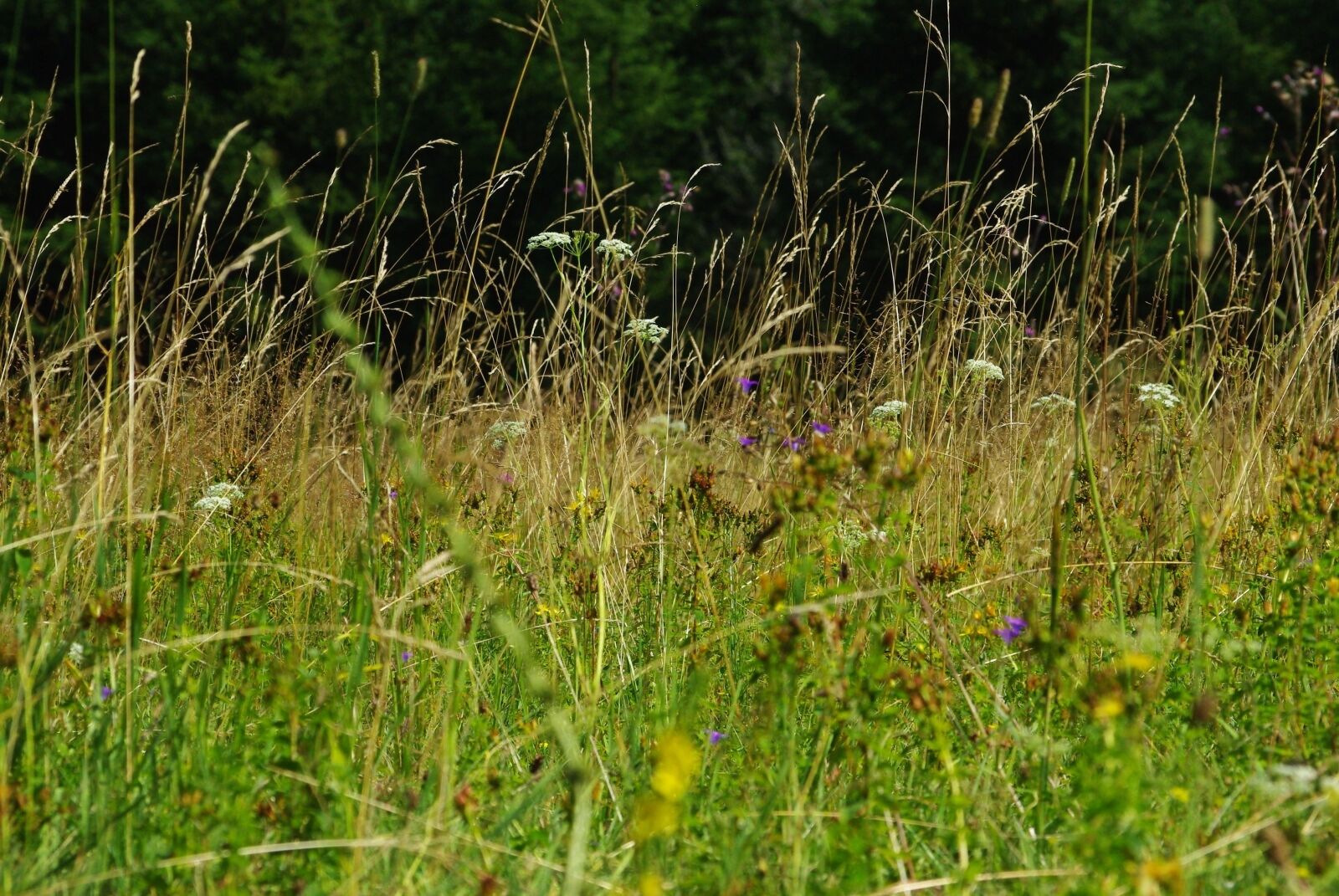Pentax K200D sample photo. Meadow, flowers, herbs photography