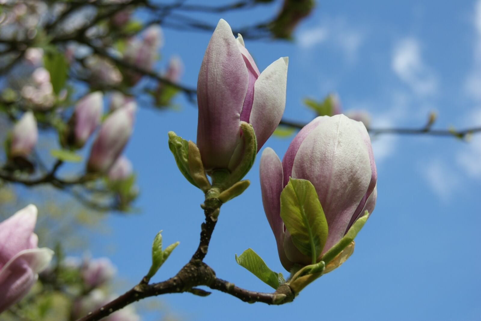 Sony Alpha DSLR-A290 sample photo. Flower, magnolia, nature photography