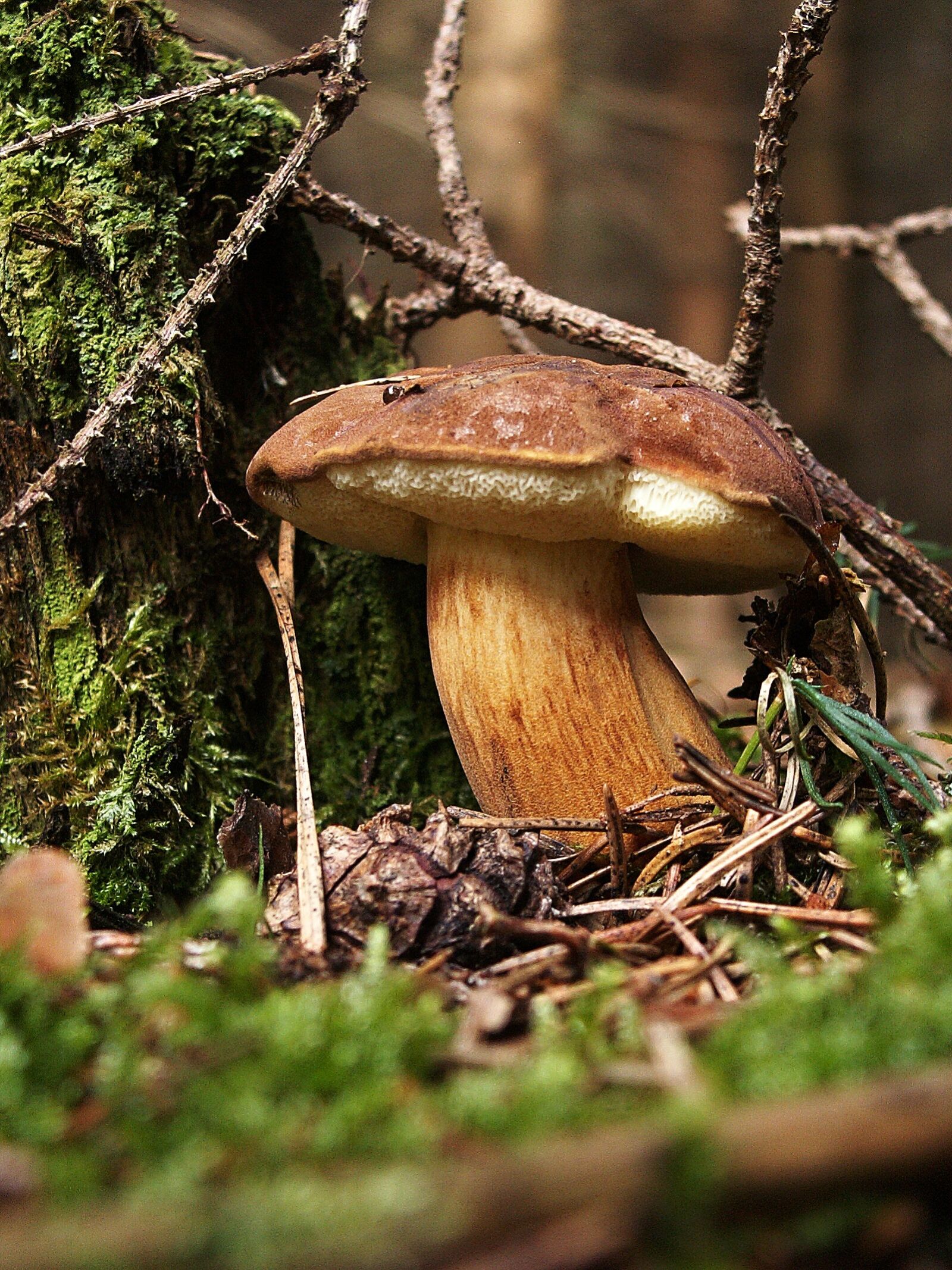 KONICA MINOLTA DiMAGE Z3 sample photo. Fungus, boletus, bun photography