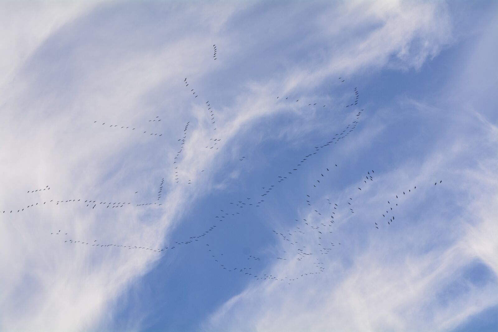 Nikon D7100 sample photo. Migratory birds, migratory bird photography