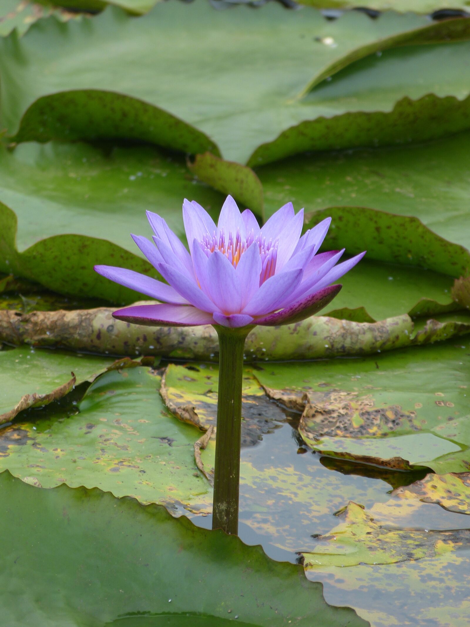 Panasonic Lumix DMC-FZ150 sample photo. Flower, vitoria regia, the photography