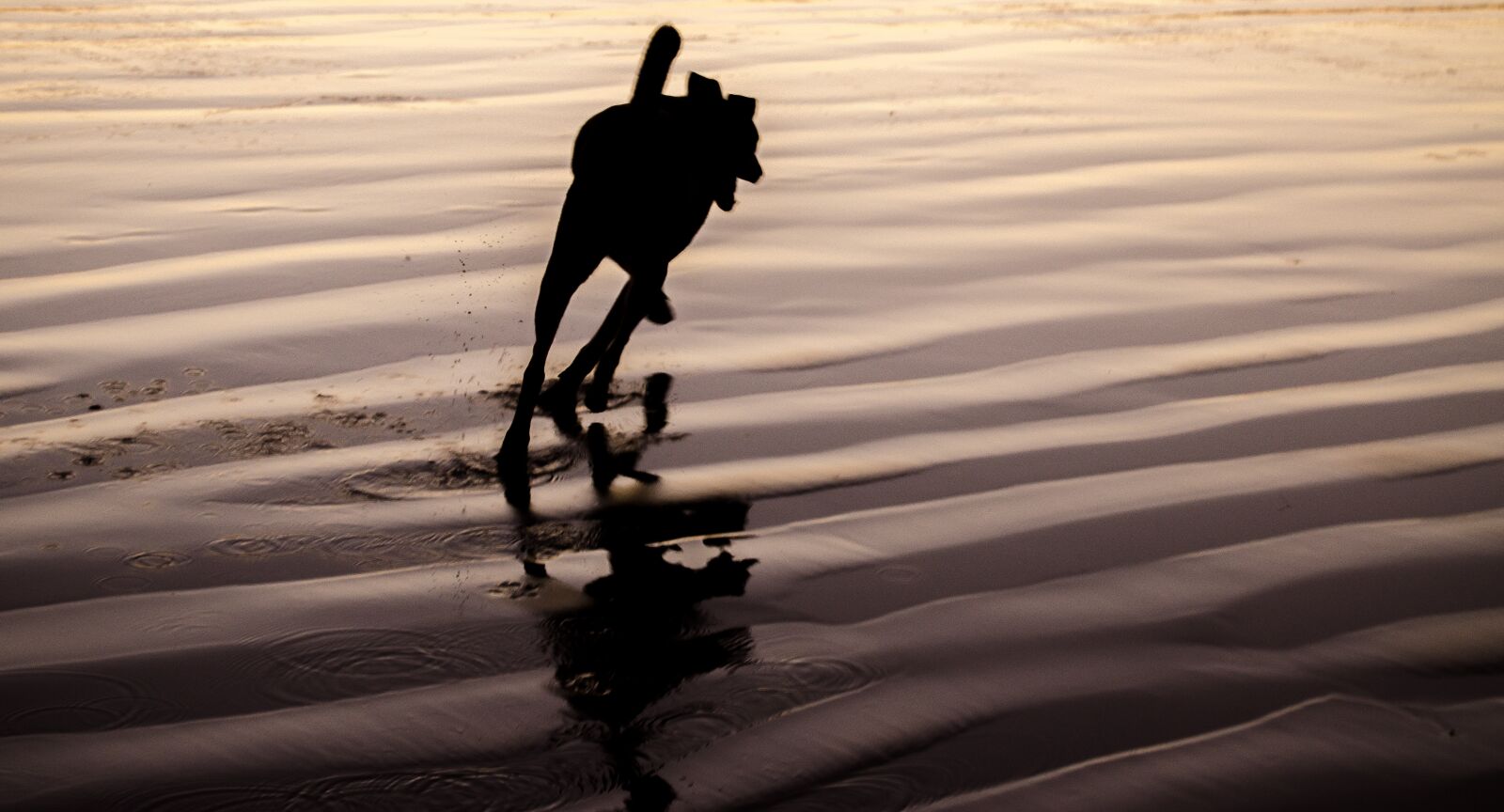 Nikon D7000 sample photo. Dog, reflection, sand photography