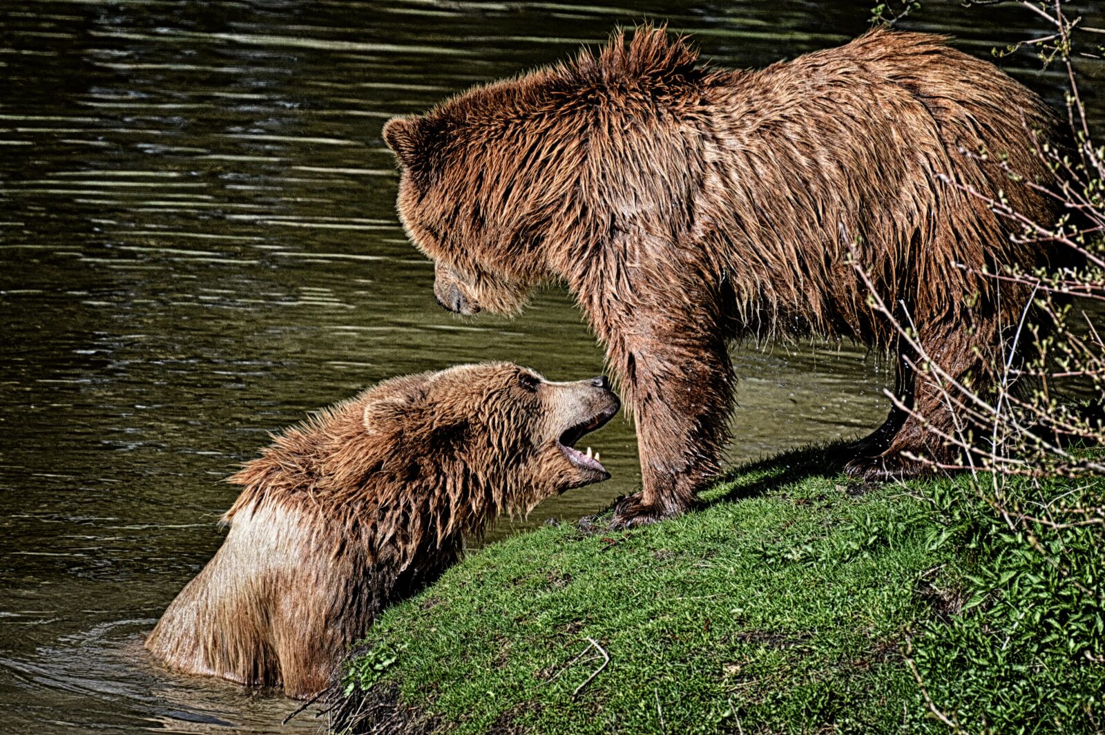 Nikon D3200 sample photo. Bear, wildpark poing, play photography