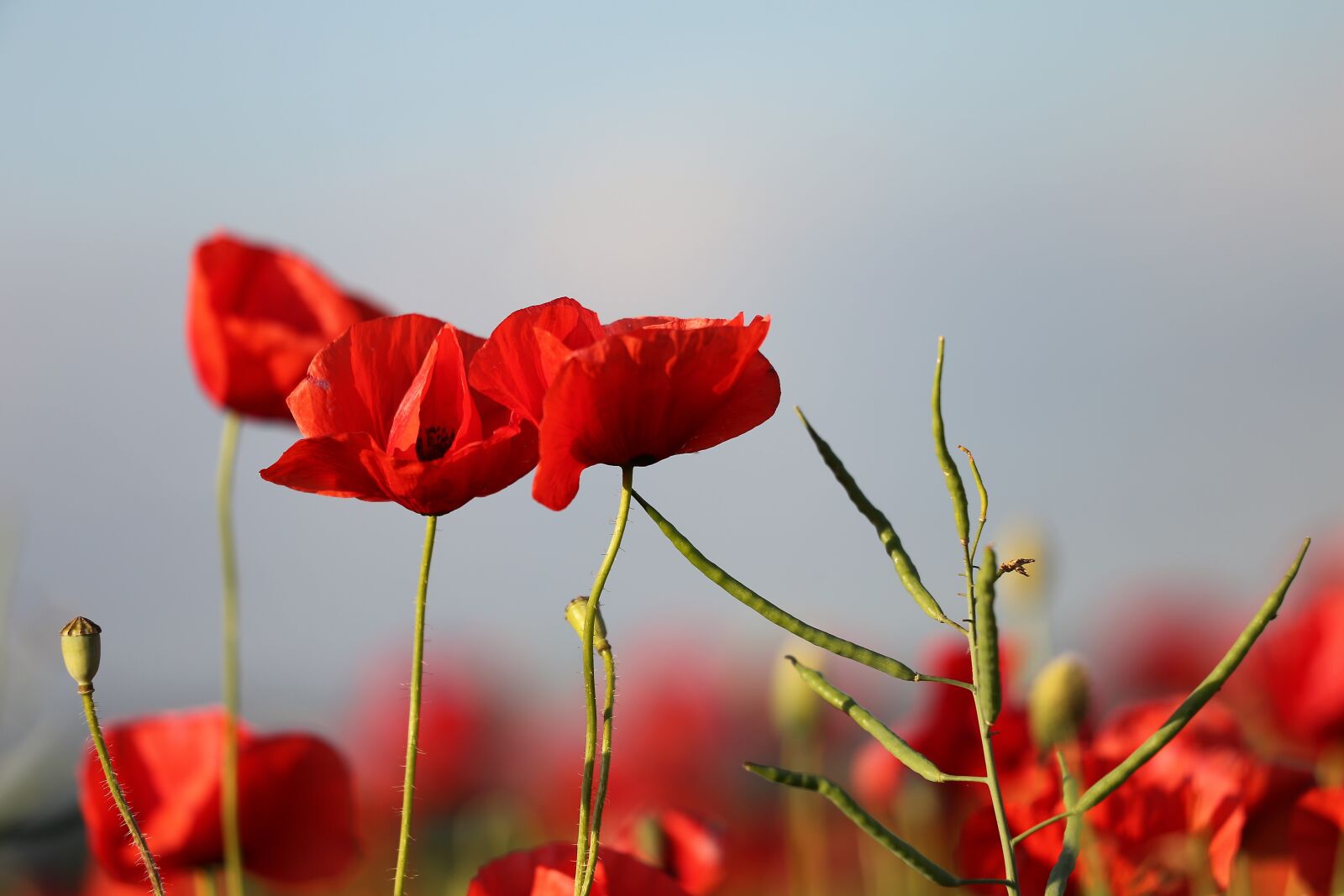 Canon EOS 6D + Canon EF 70-300 F4-5.6 IS II USM sample photo. Red poppies in rapeseed photography