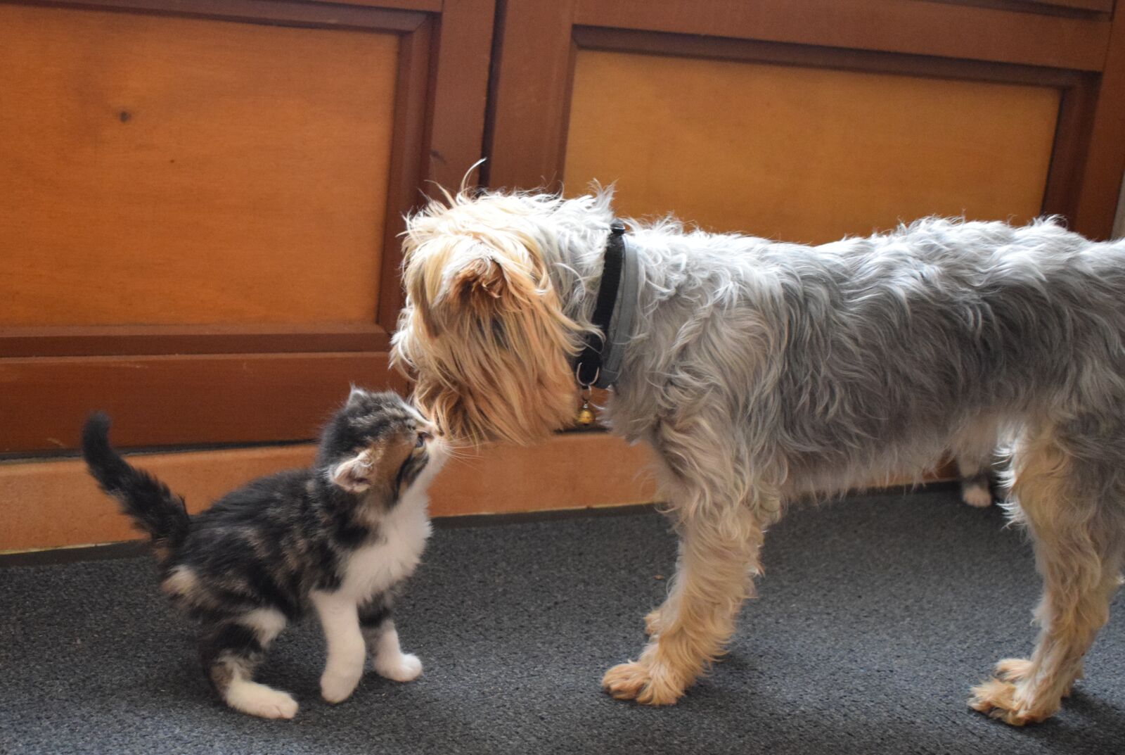 Nikon D5300 sample photo. Kitten, dog, yorkshire photography