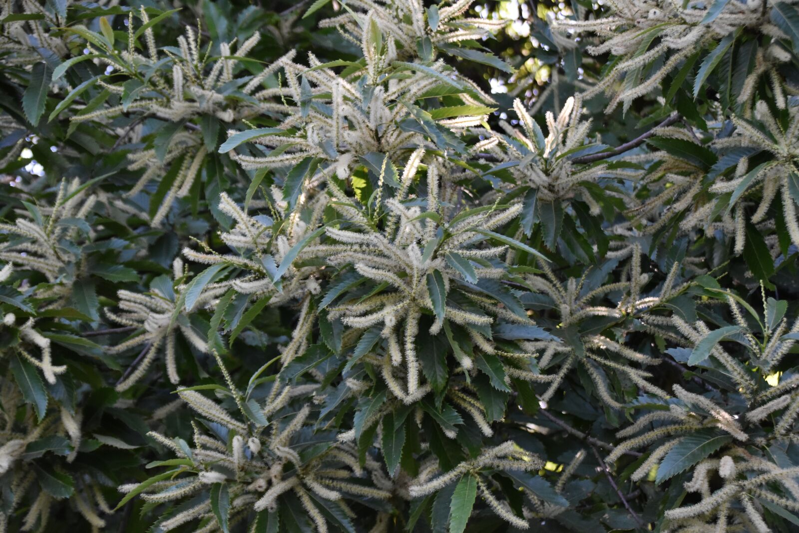 Nikon D5600 sample photo. Chestnut, chestnut tree deciduous photography