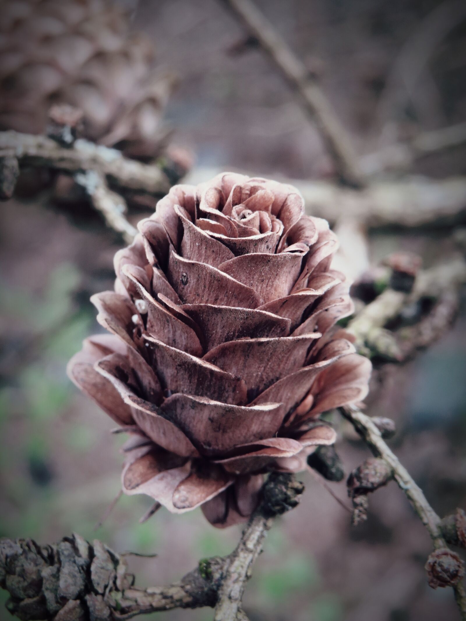 Canon PowerShot SX540 HS sample photo. Tap, larch cones, larch photography