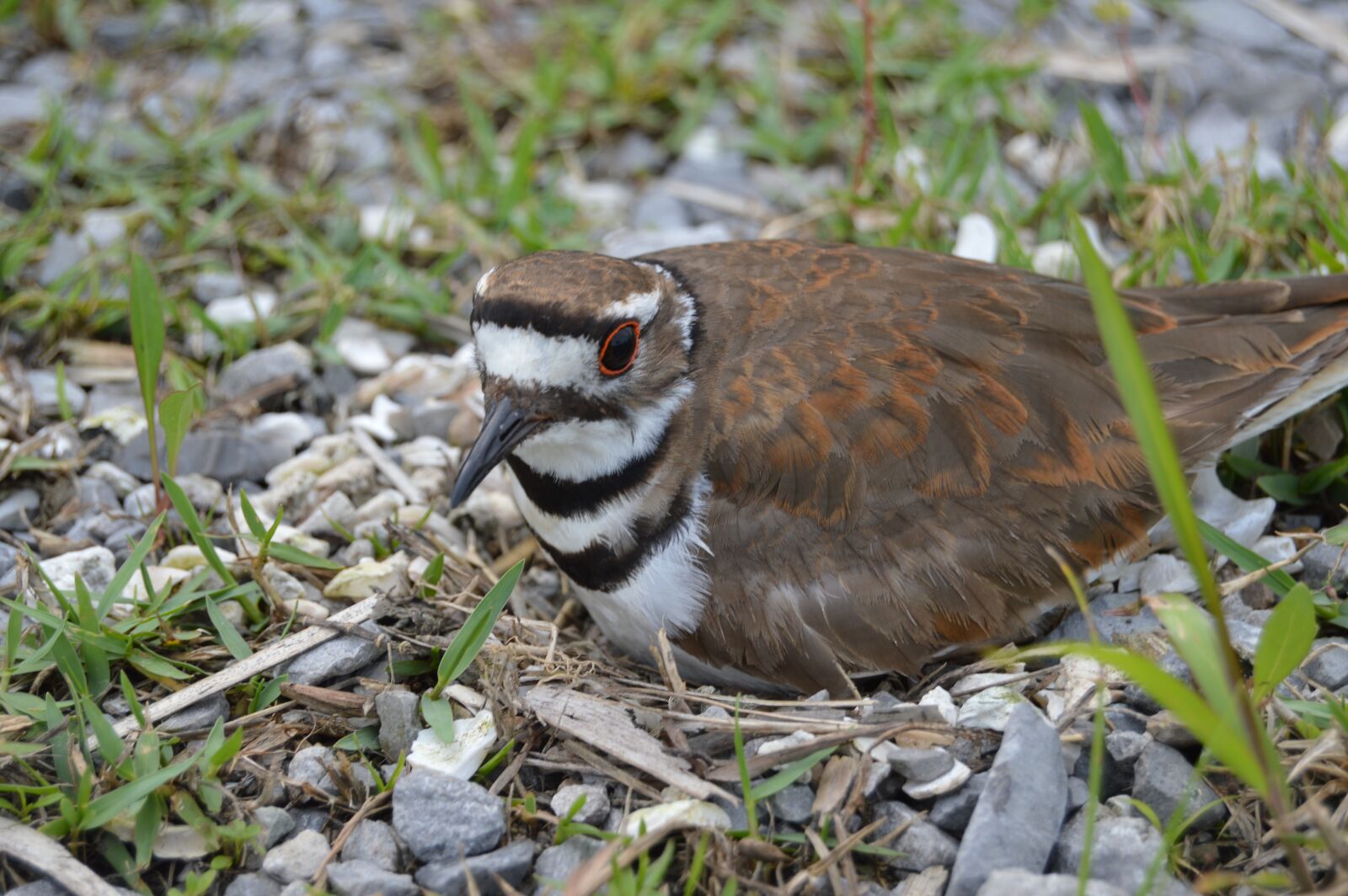 Nikon D3200 sample photo. Bird, killdeer, nesting photography