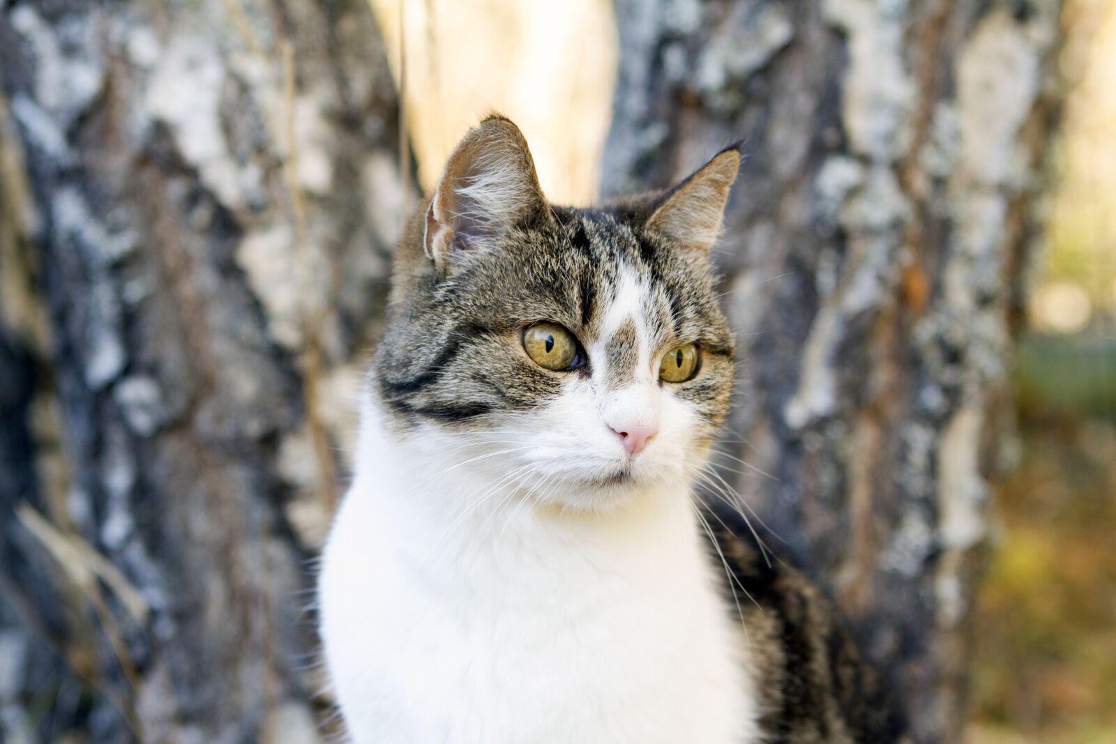 Canon EOS 7D sample photo. Cat, look, animals photography