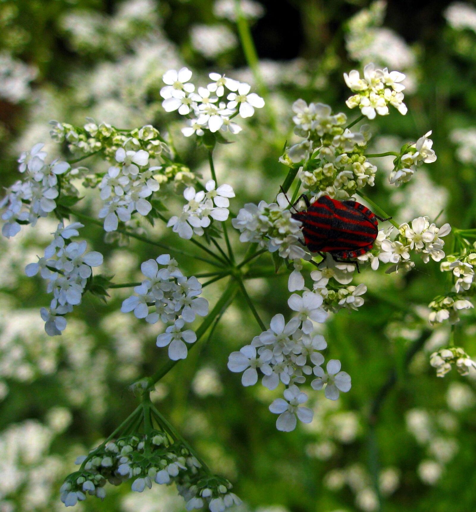 Canon DIGITAL IXUS 950 IS sample photo. Strip bug, bug, insect photography