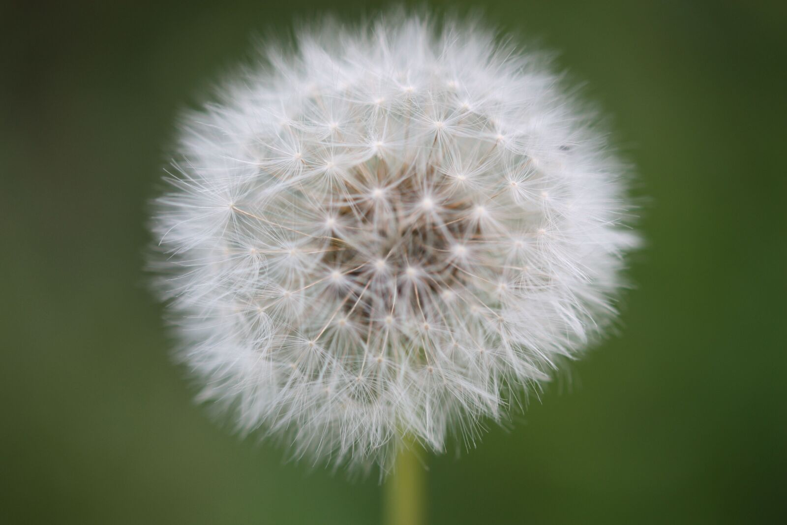 Canon EOS 450D (EOS Rebel XSi / EOS Kiss X2) sample photo. Dandelion, flower, nature photography