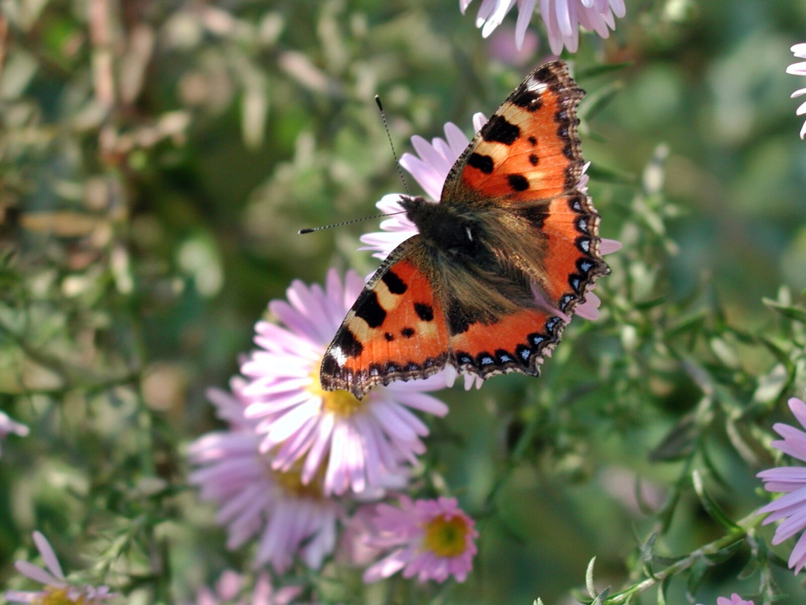 EPSON PhotoPC 3000Z sample photo. Little fox, butterfly, insect photography