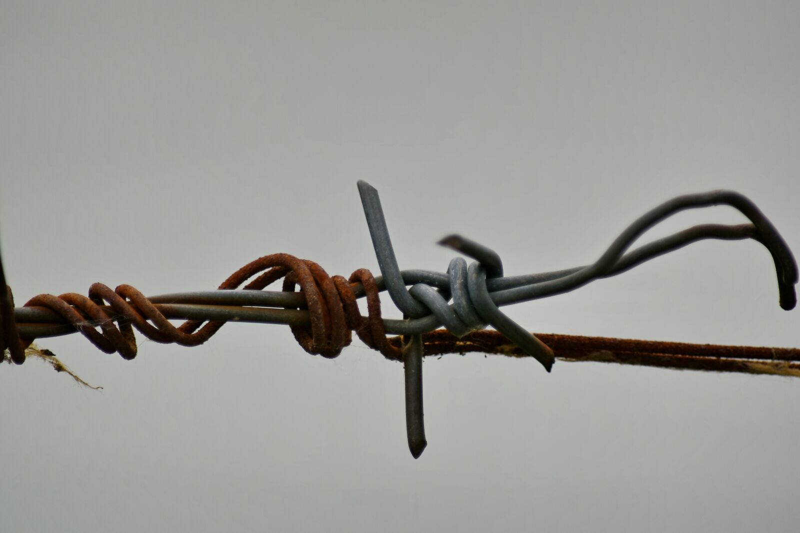 Nikon D5500 sample photo. Barbed wire, device, security photography