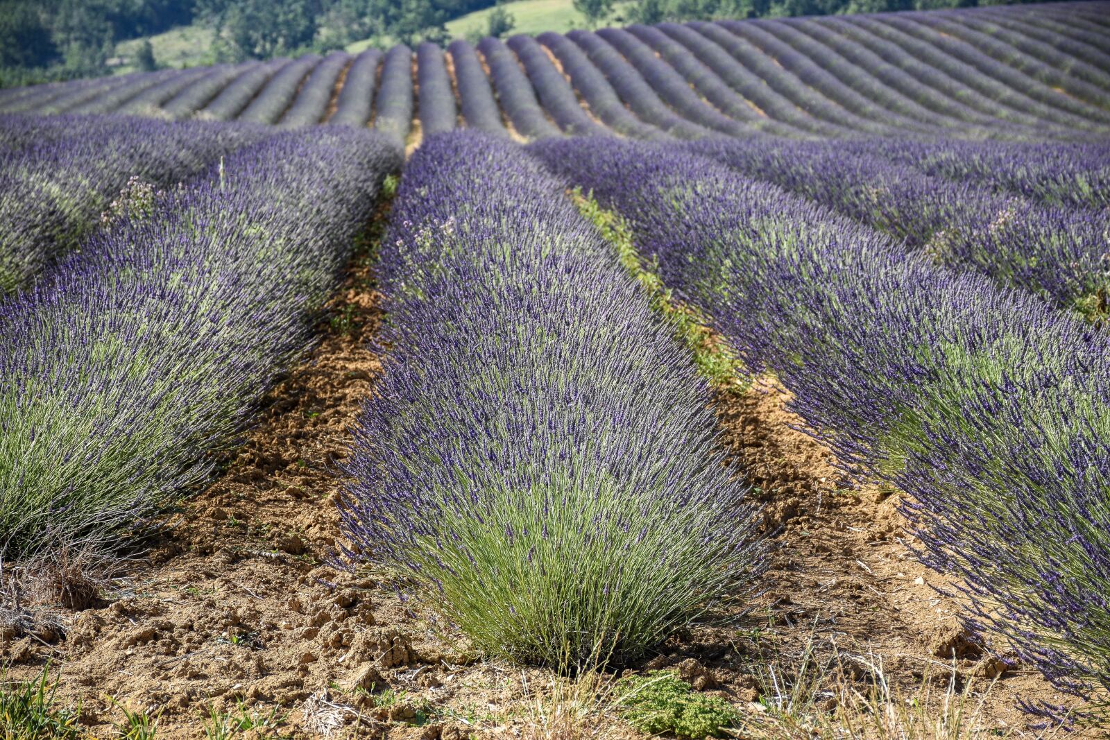 Nikon D5600 sample photo. Lavender, valensole, provence photography