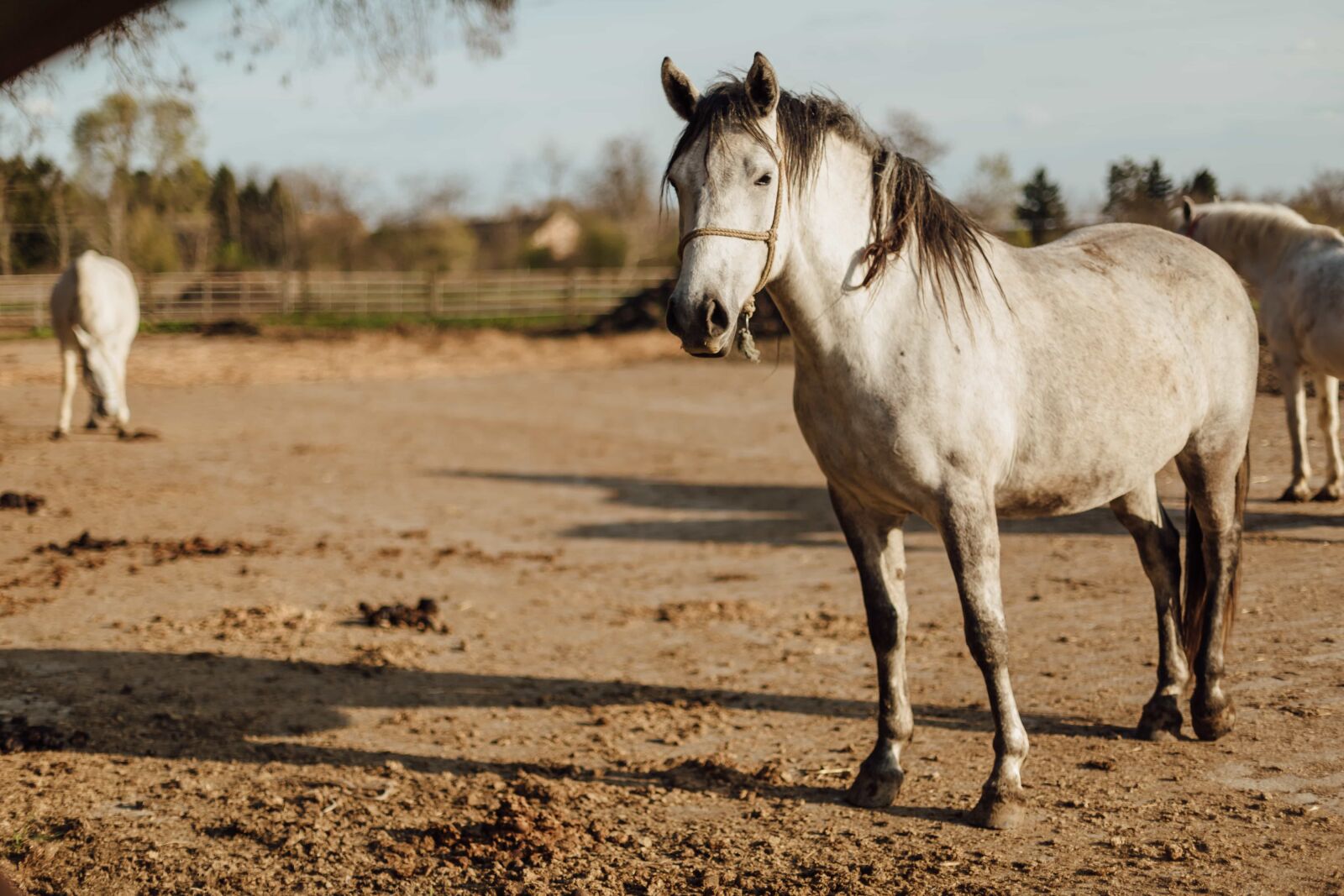 Canon EOS 5D Mark III sample photo. Horse, pedigree, purebred, standing photography
