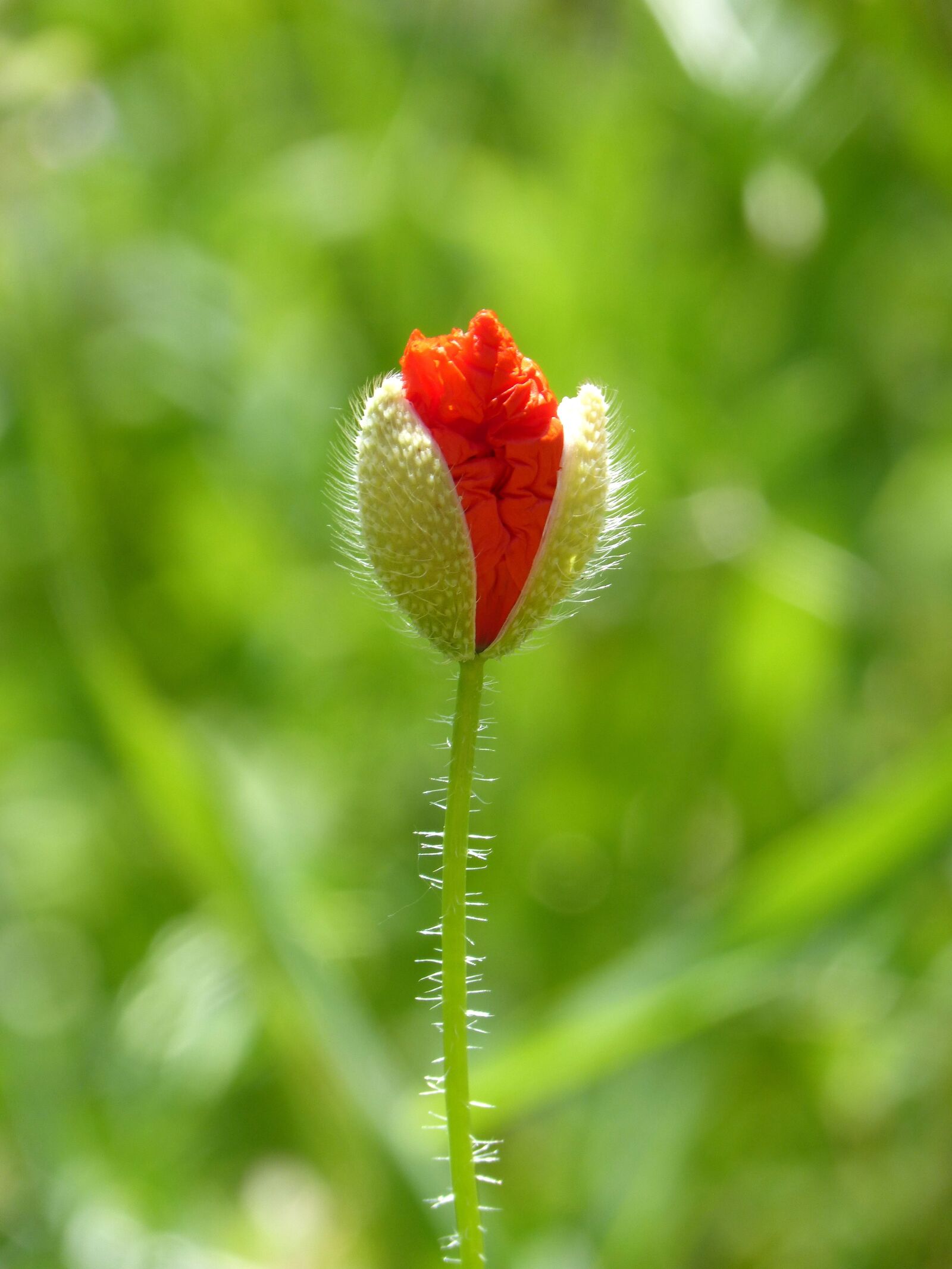 Panasonic DMC-FZ62 sample photo. Cocoon, poppy, ababol photography