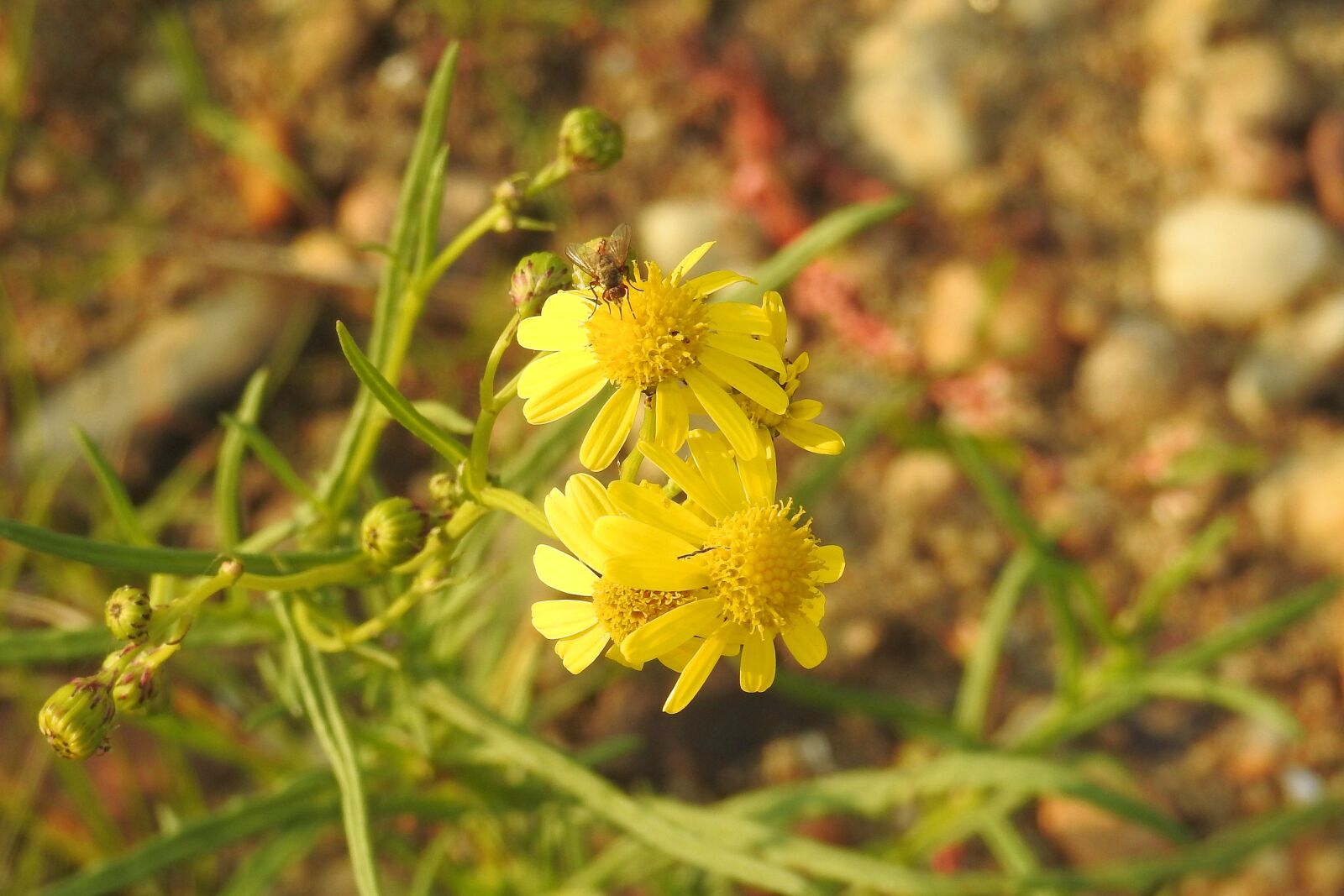 Nikon Coolpix P900 sample photo. Yellow flowers, composites, pebble photography