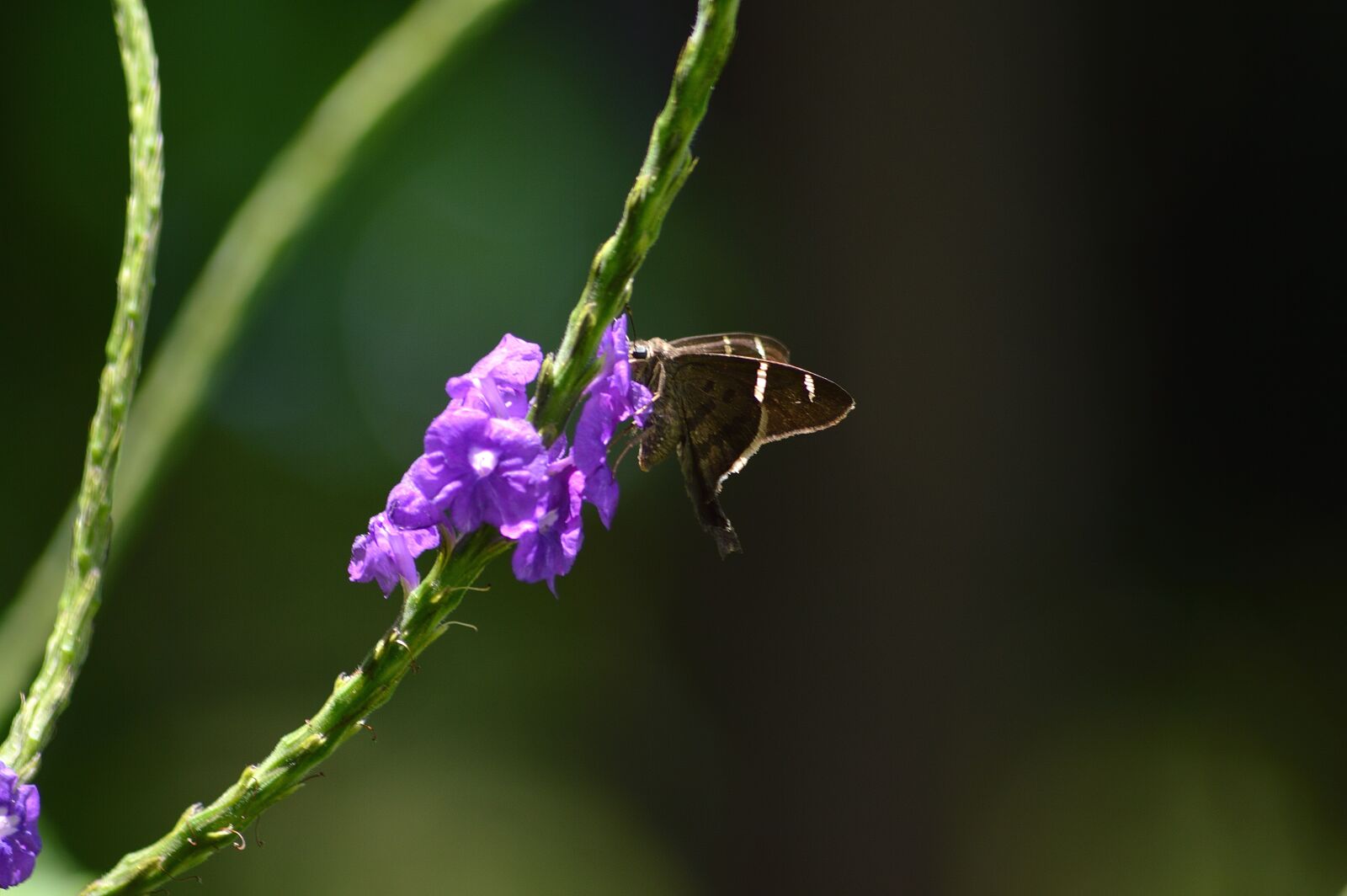 Nikon D3200 sample photo. Flower, plant, green photography