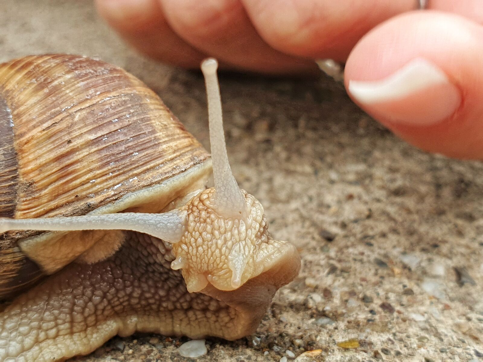 Samsung Galaxy Note9 sample photo. Snail, mollusk, nature photography
