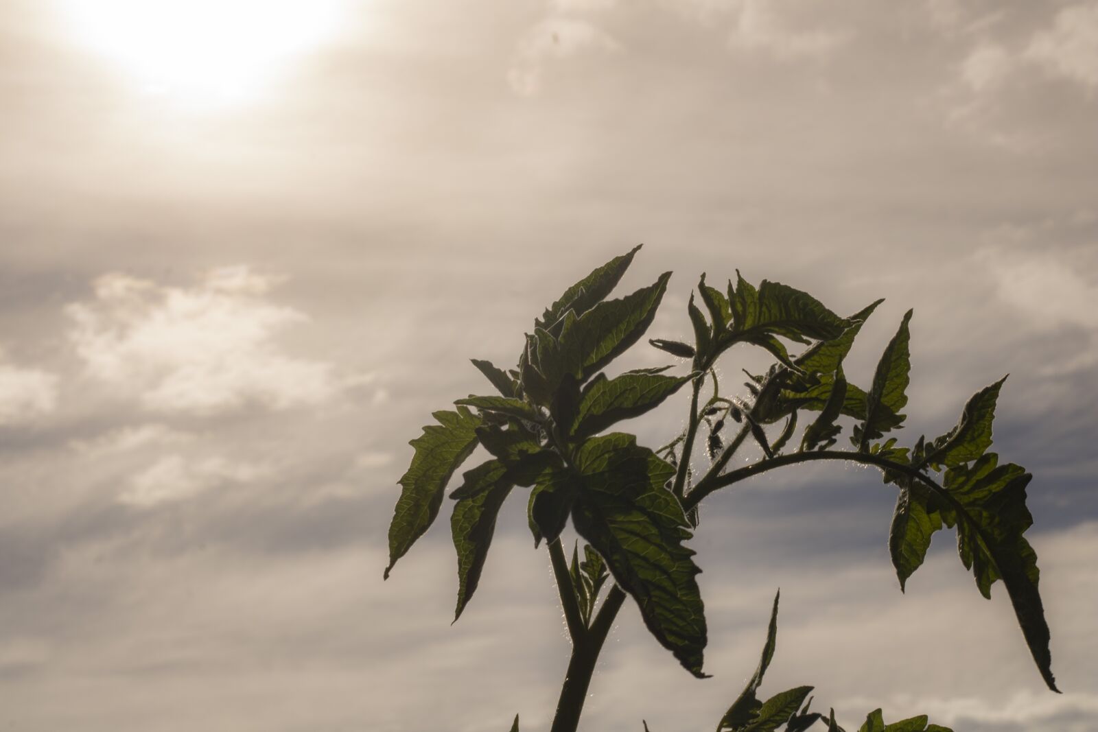 Canon EOS 750D (EOS Rebel T6i / EOS Kiss X8i) sample photo. Sky, plant, tree photography