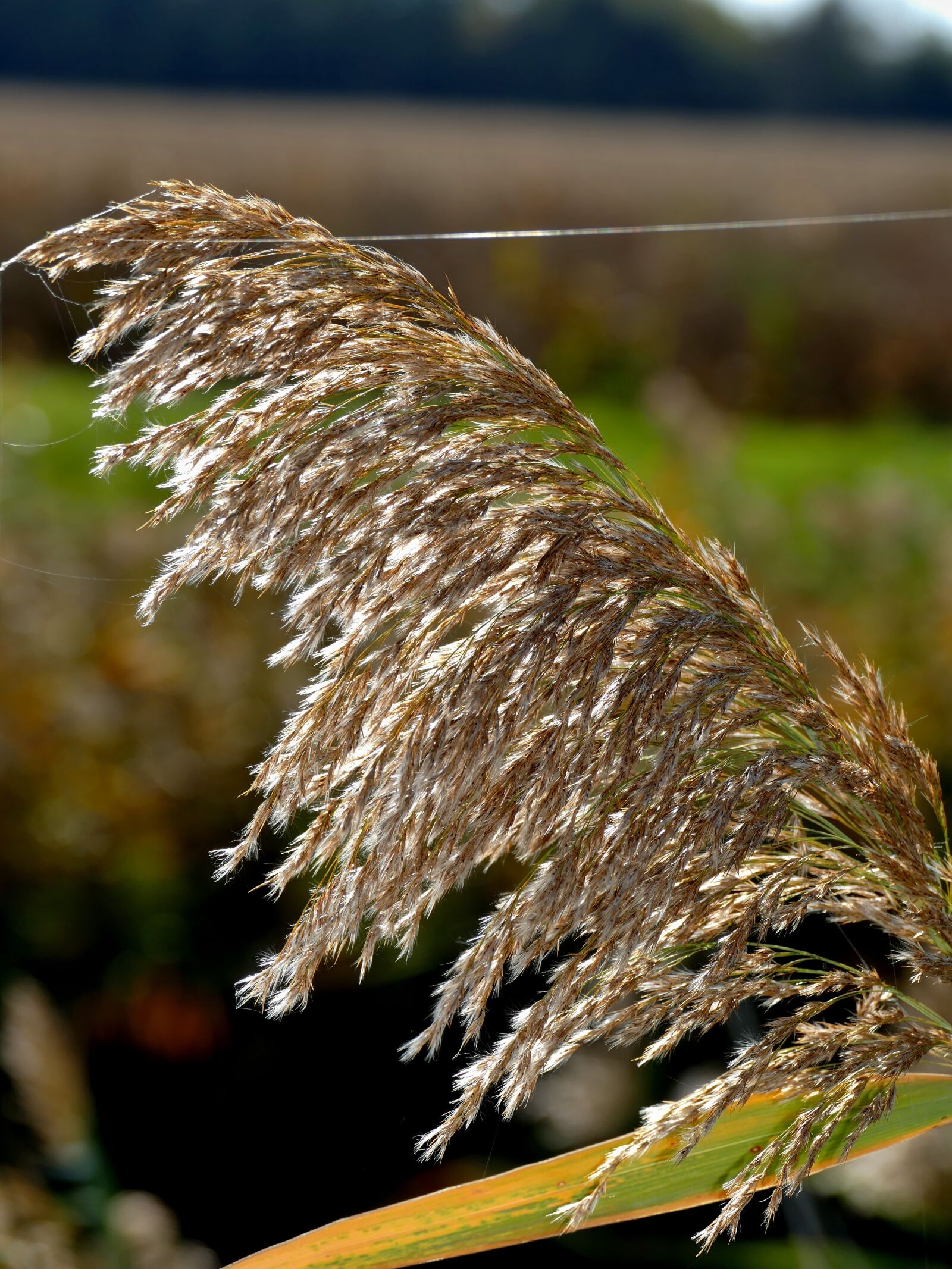 Panasonic Lumix DMC-FZ1000 sample photo. Common reed, plant, spider photography