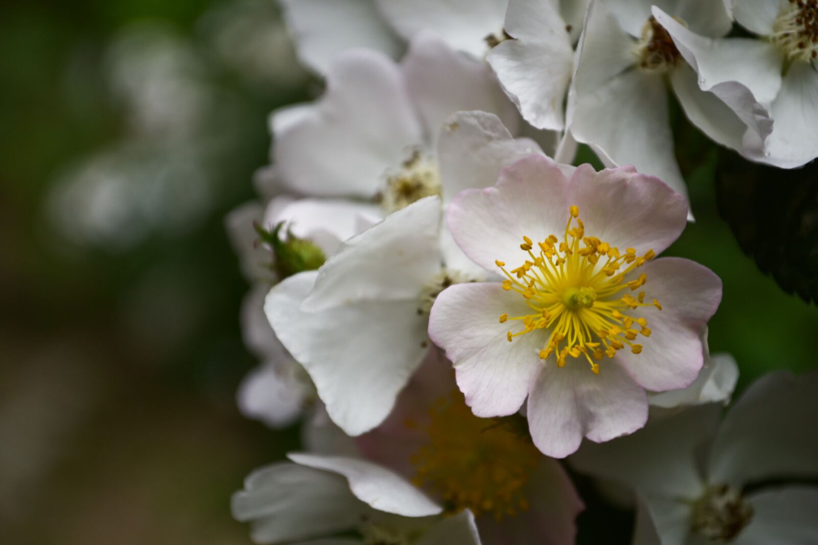 Nikon D3100 sample photo. Pink, rosebush, flower photography