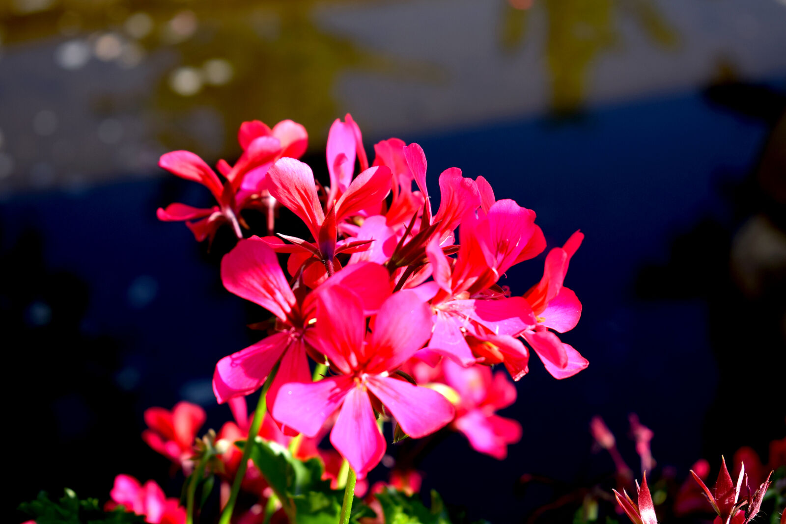 Nikon D3300 sample photo. Flower, flower, water, pink photography