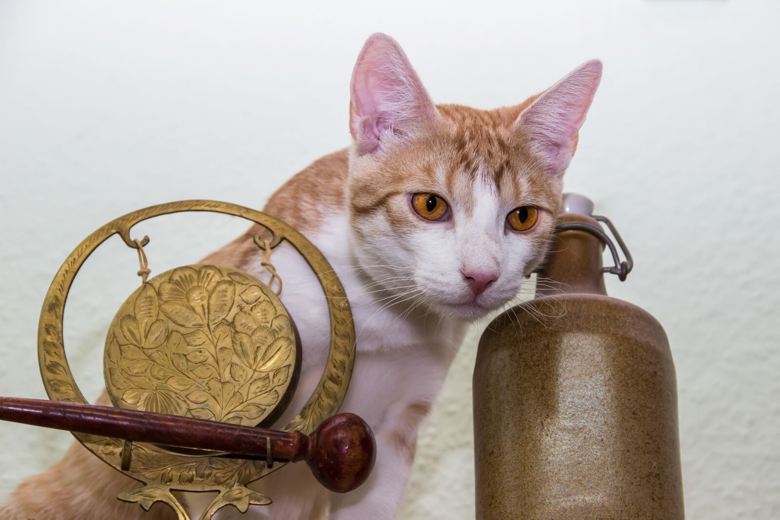 Canon EOS 600D (Rebel EOS T3i / EOS Kiss X5) sample photo. Cat, domestic cat, pet photography