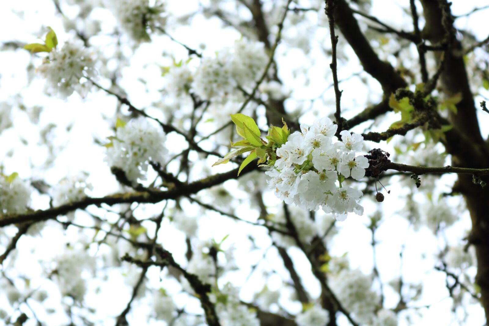 Canon EOS 750D (EOS Rebel T6i / EOS Kiss X8i) sample photo. Blossom, white, white flowers photography