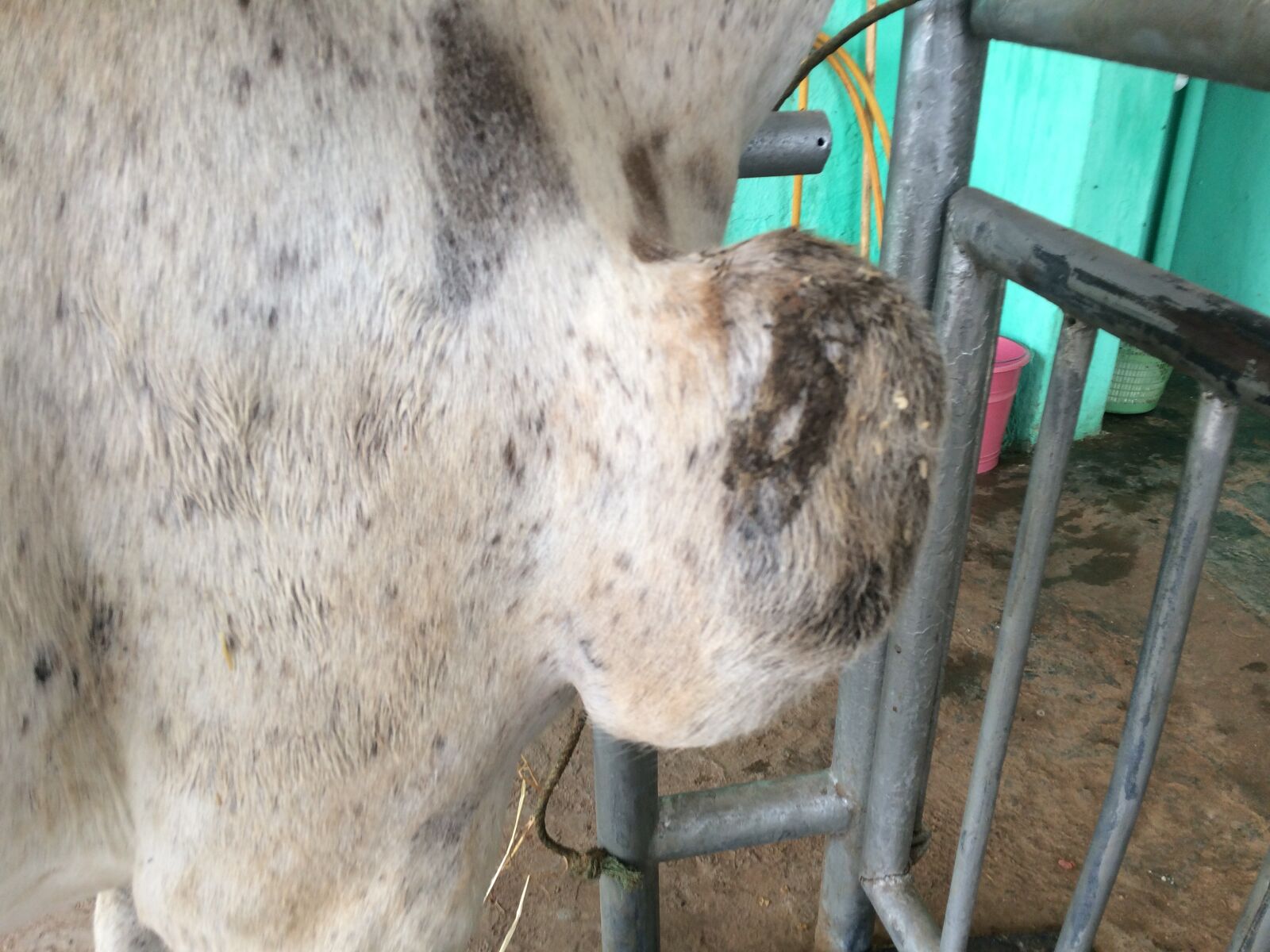 iPhone 5s back camera 4.15mm f/2.2 sample photo. Cancer, mule, trauma photography
