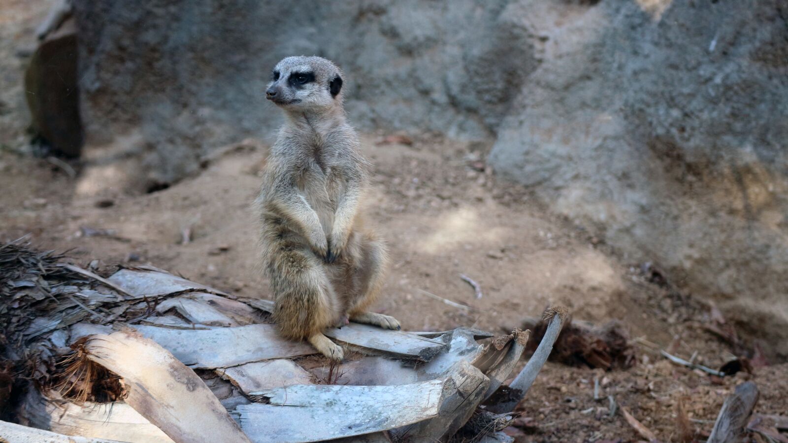 Canon EOS M10 + Canon EF-M 55-200mm F4.5-6.3 IS STM sample photo. Meerkat, zoo, caged photography