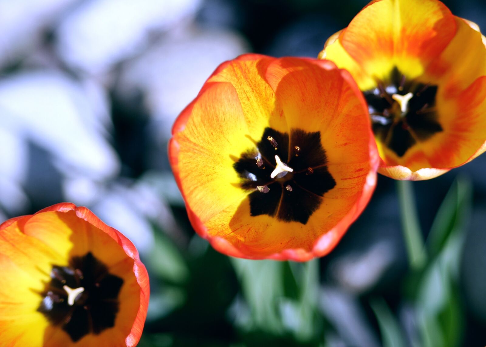 Canon EOS 20D sample photo. Flowers, blossom, bloom photography