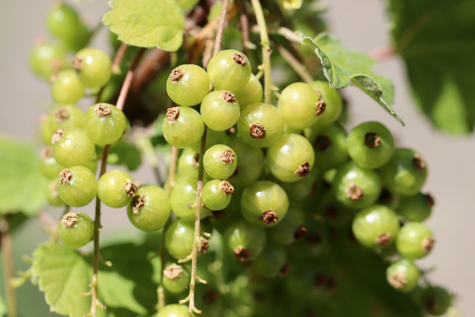 Canon EOS 800D (EOS Rebel T7i / EOS Kiss X9i) sample photo. Currants, currant, food photography