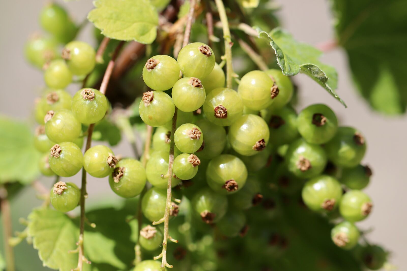 Canon EOS 800D (EOS Rebel T7i / EOS Kiss X9i) + Canon EF 100mm F2.8L Macro IS USM sample photo. Currants, currant, food photography