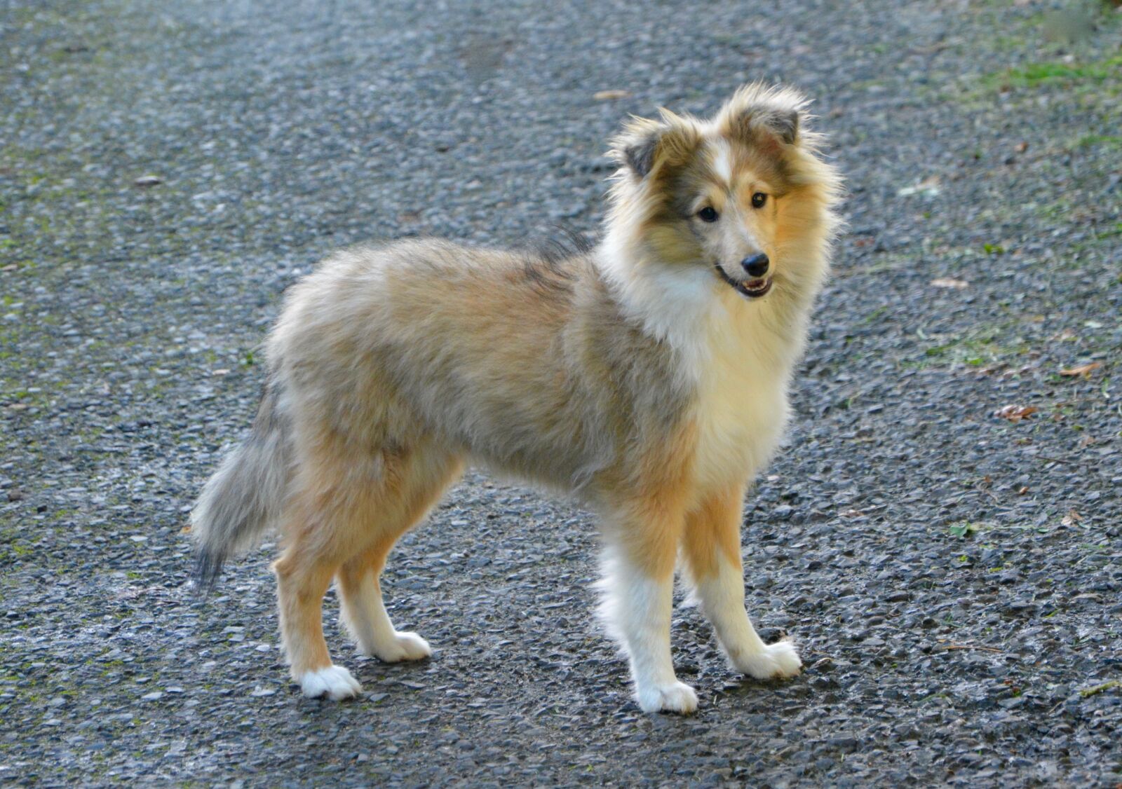 Nikon D5200 sample photo. Dog, bitch, standing photography
