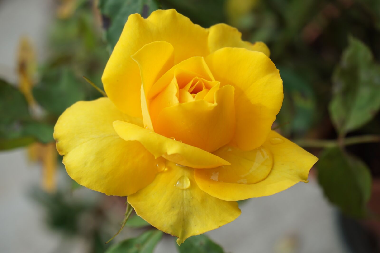 Sony a6000 sample photo. Yellow rose, yellow, rosa photography