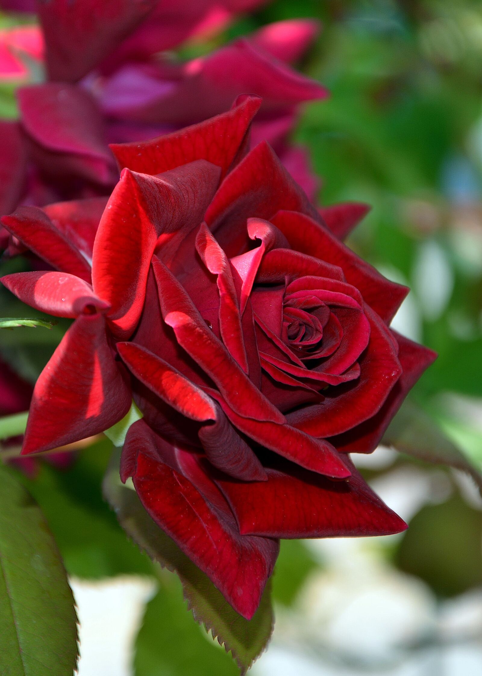 Nikon D7100 sample photo. Rose, nature, macro photography