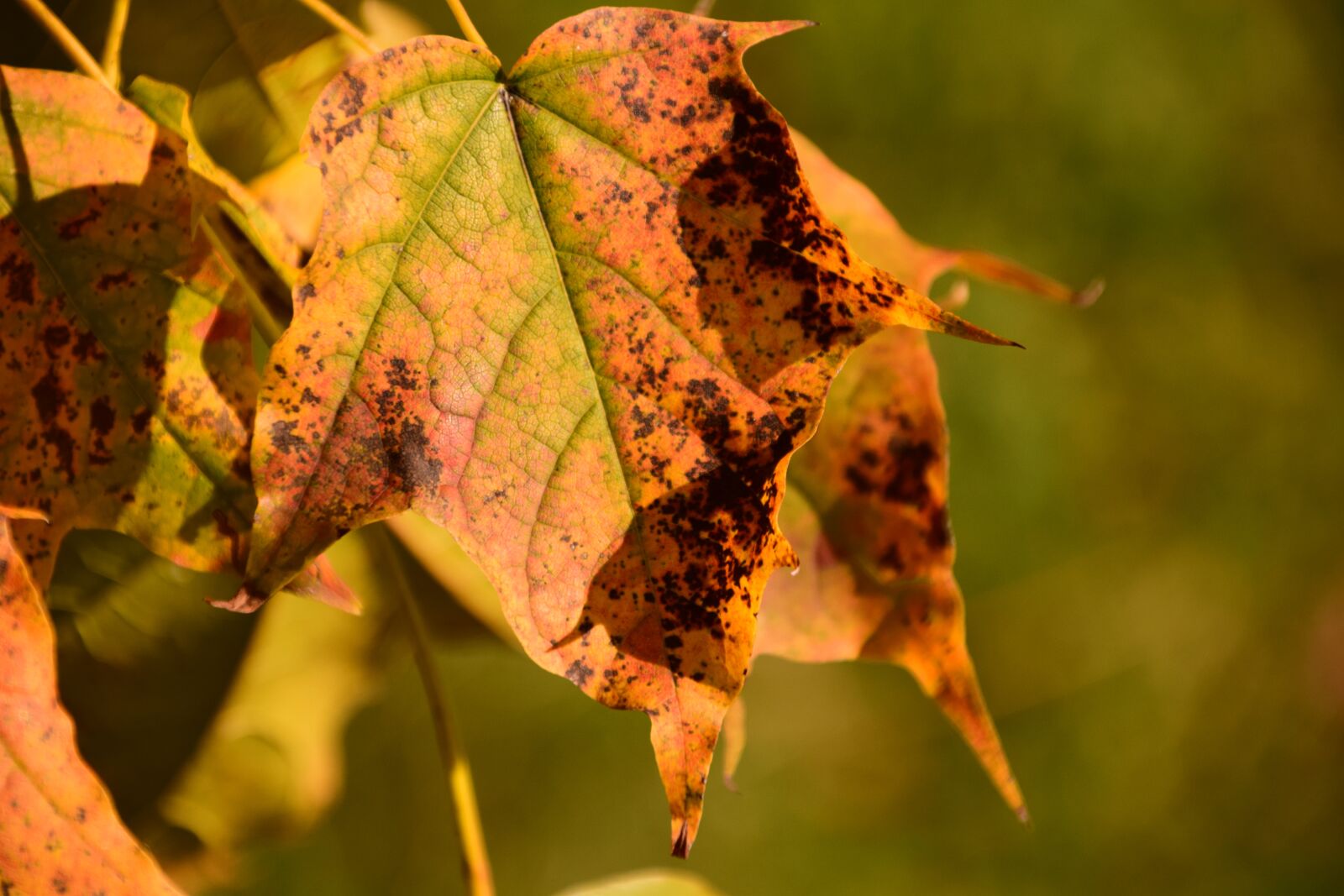 Nikon D3300 sample photo. Autumn, leaves, forest photography