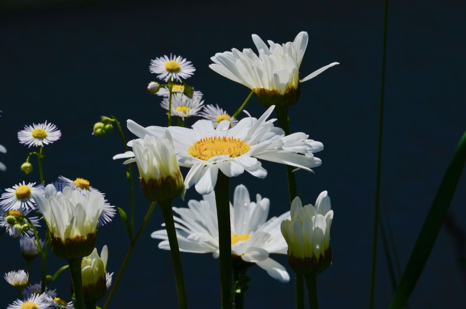 Nikon D5100 sample photo. Daisies, flowers, garden photography