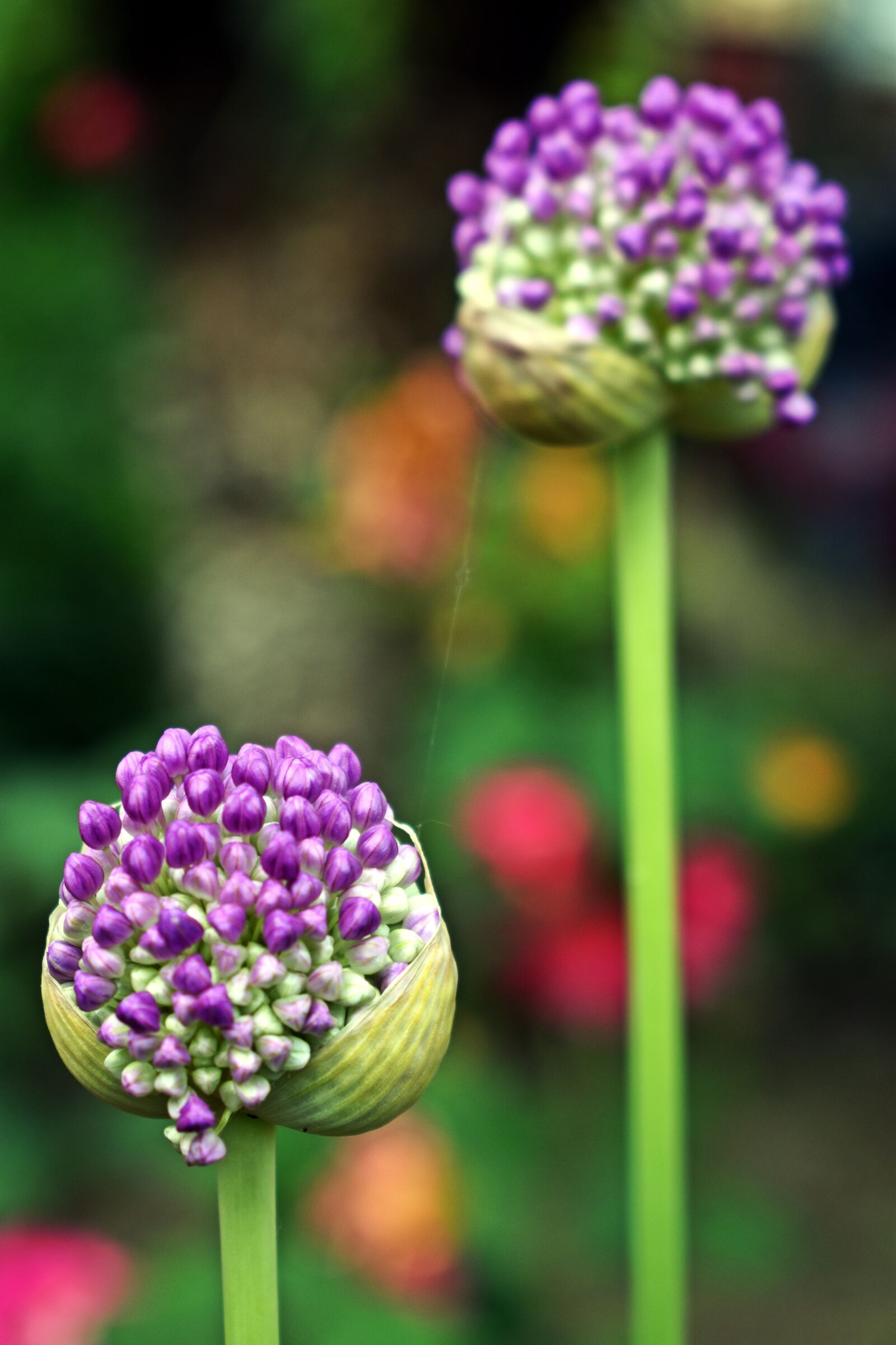 Nikon D3400 sample photo. Plant, purple, green photography