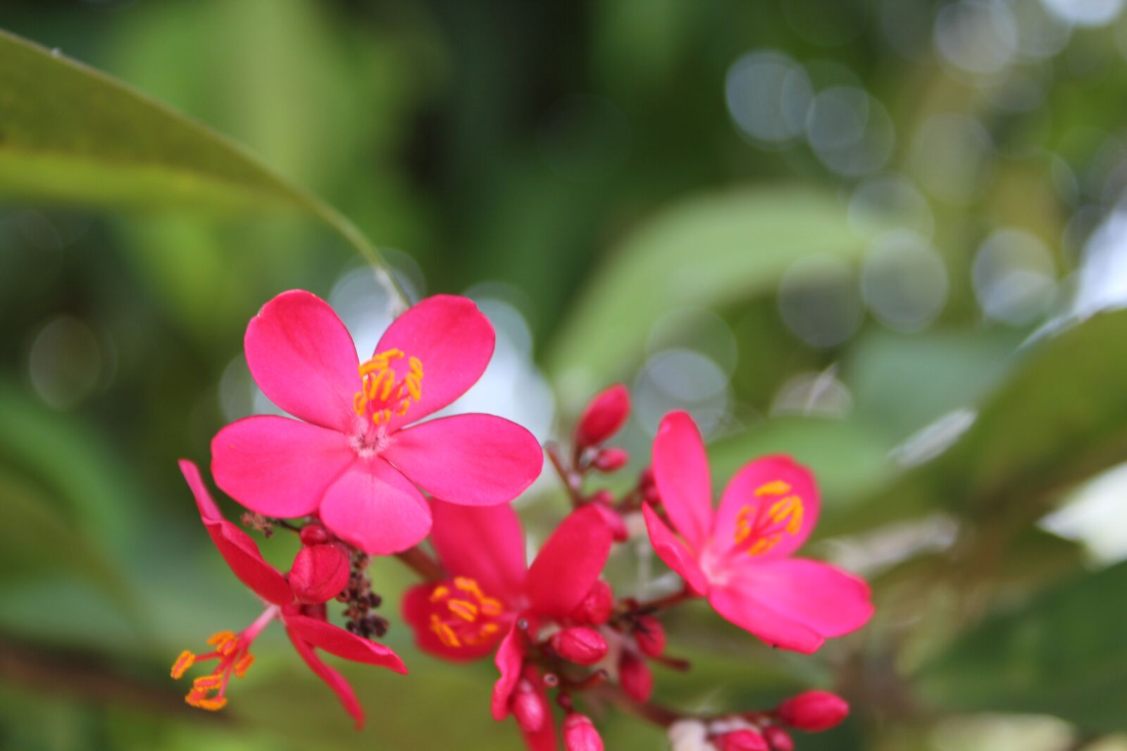 Canon EOS 550D (EOS Rebel T2i / EOS Kiss X4) sample photo. Nature, flower, spring photography