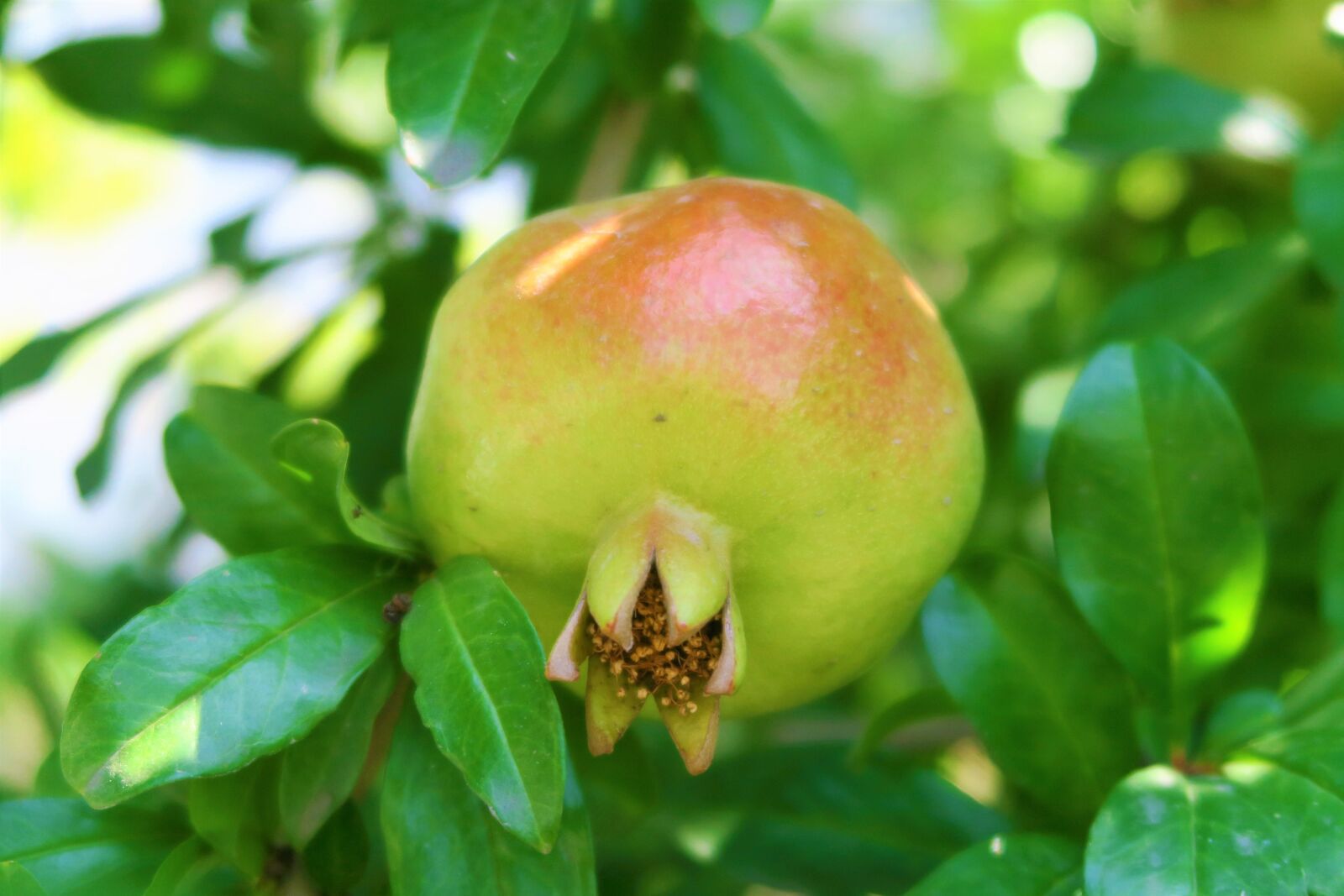 Canon PowerShot G7 X sample photo. Pomegranate, fruit, food photography