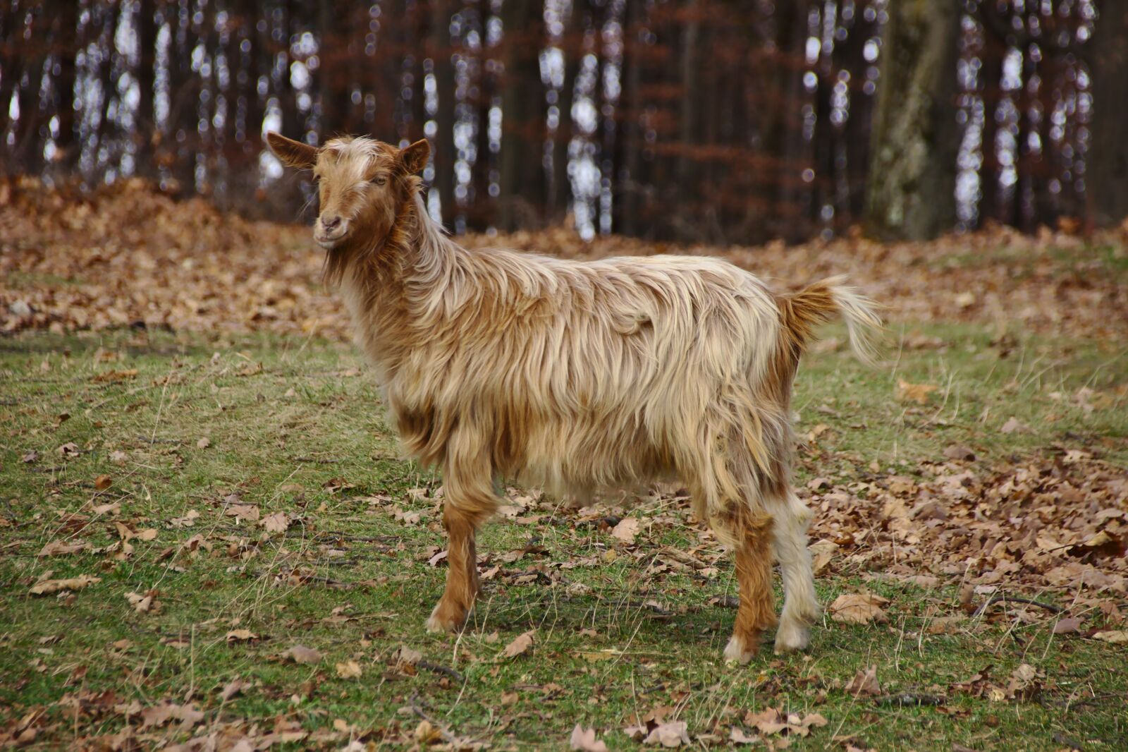 Canon EOS 600D (Rebel EOS T3i / EOS Kiss X5) sample photo. Goat, pet, mammalian photography