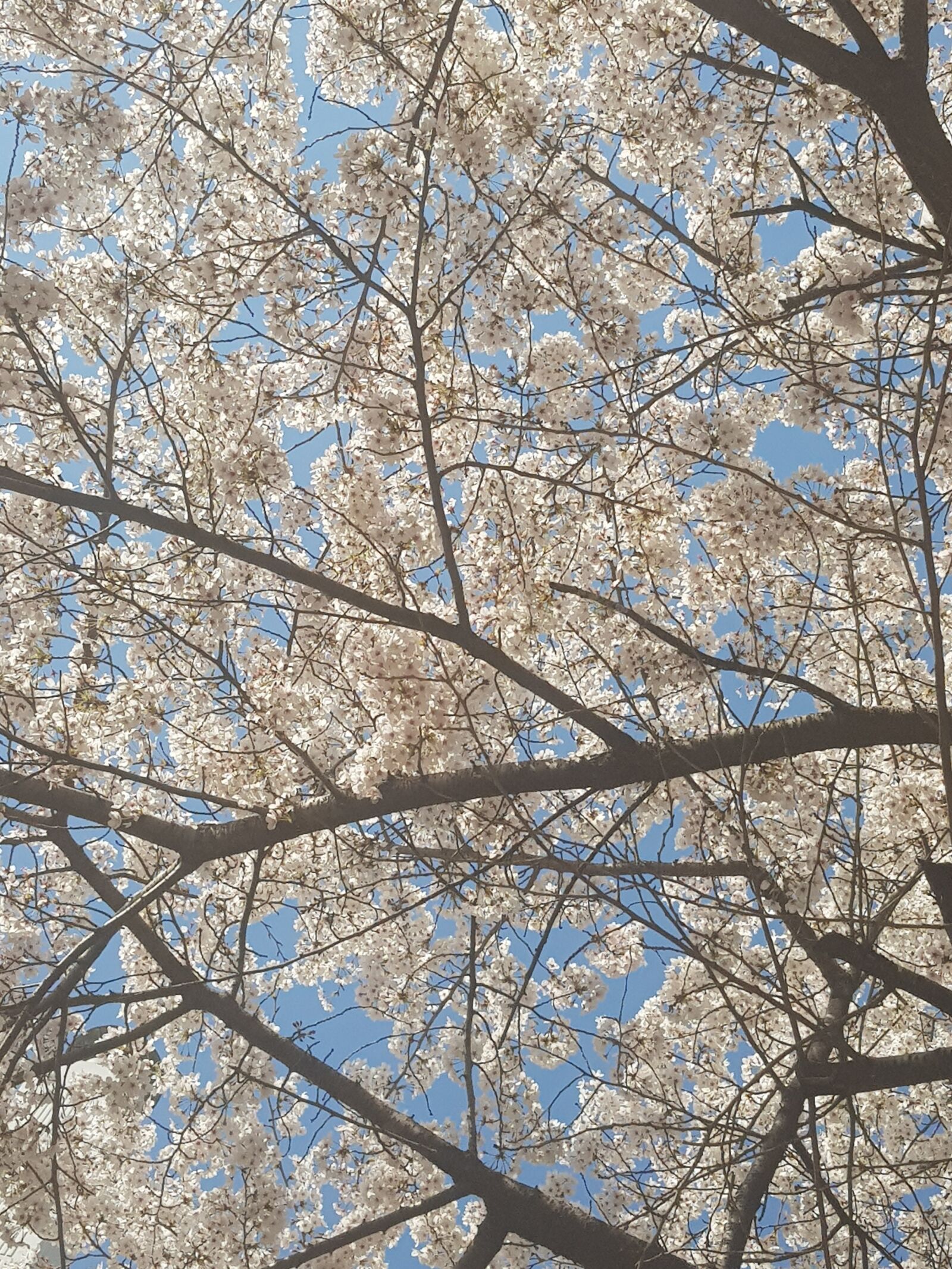 Samsung Galaxy S8+ sample photo. Lunch, beoc flowers, full photography