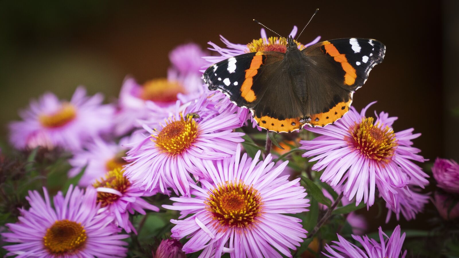 Sony a6300 sample photo. Butterfly, flowers, red admiral photography