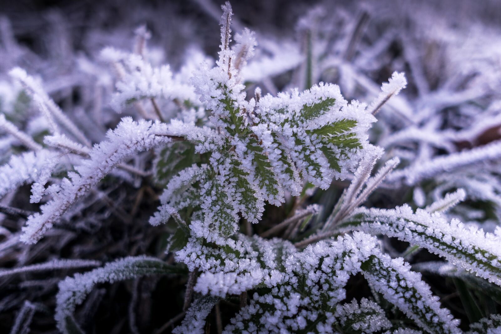 Sony a6000 sample photo. Frost, ice, cold photography