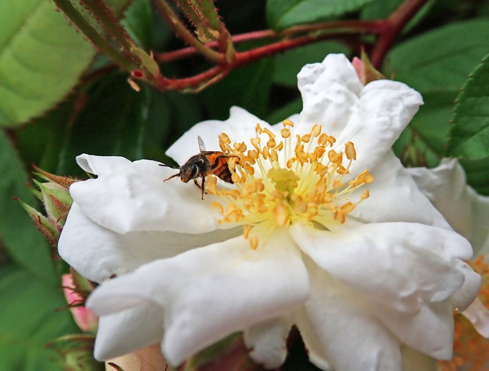 Olympus TG-5 sample photo. Bee, native, australian photography