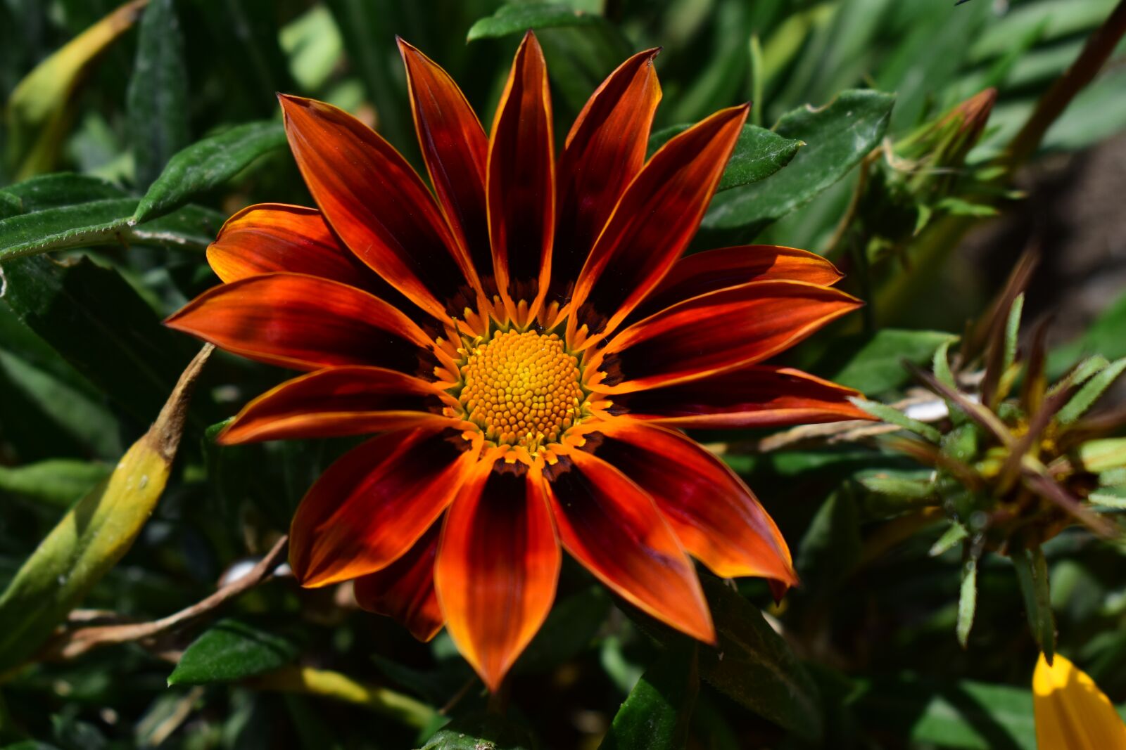 Nikon D3400 sample photo. Nature, plant, flower photography