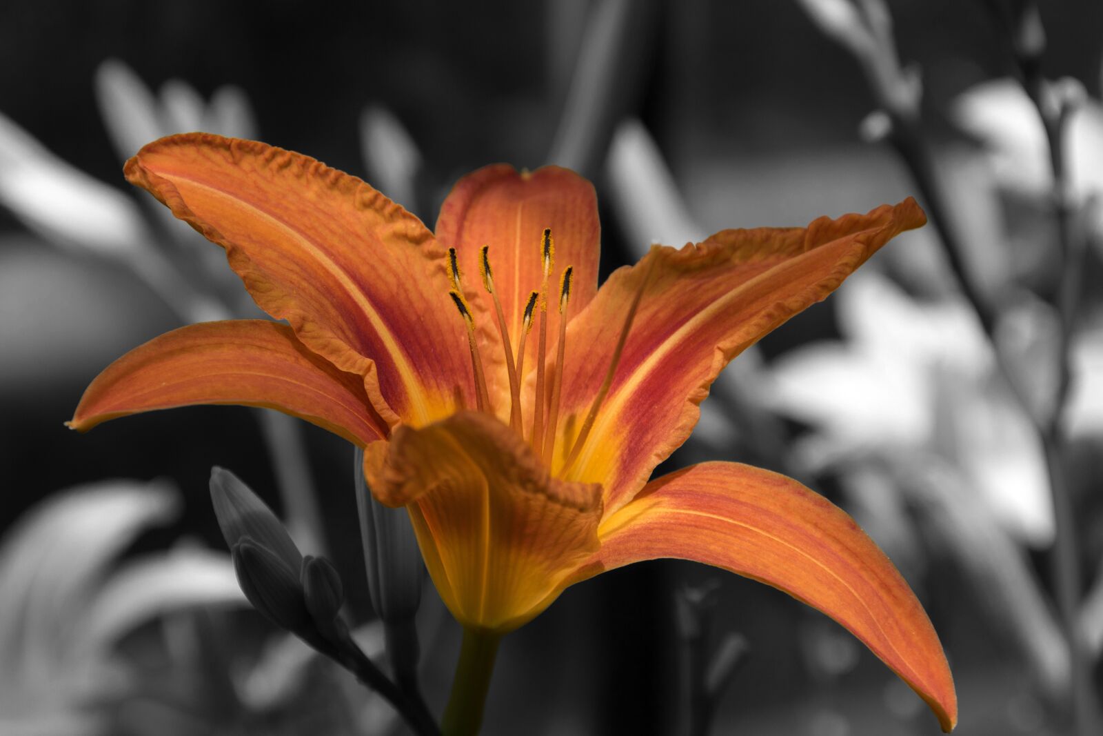 Canon EOS 750D (EOS Rebel T6i / EOS Kiss X8i) sample photo. Flower, blossom, bloom photography
