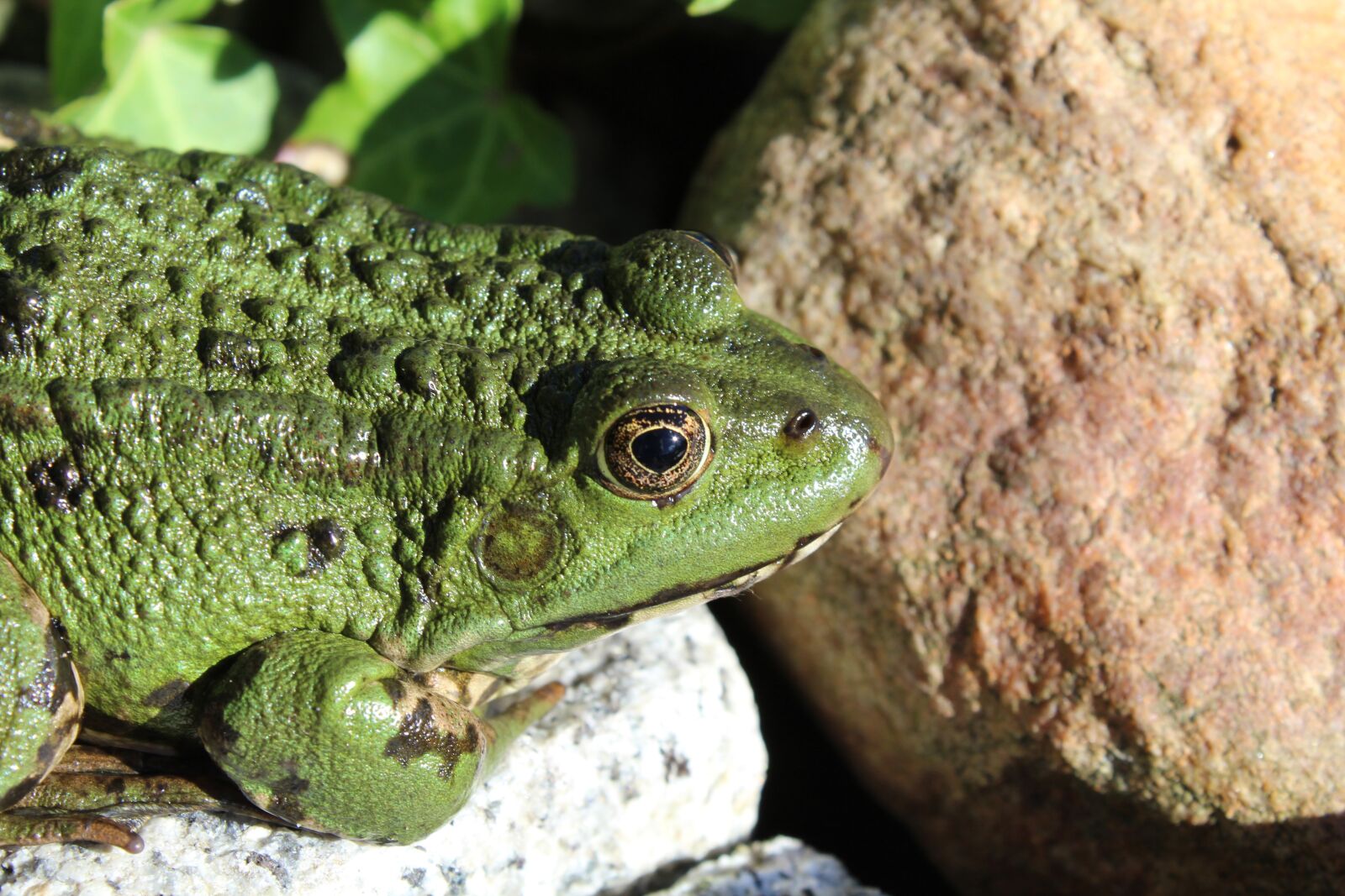 Canon EOS 1200D (EOS Rebel T5 / EOS Kiss X70 / EOS Hi) sample photo. Frog, green, animal photography